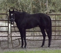 Lucky T Ranch