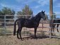 KC Ranch Lipizzaners