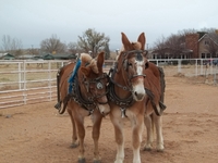 Hammack Equine