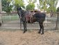 Watlington Ranch