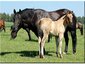 Jaz Ranch