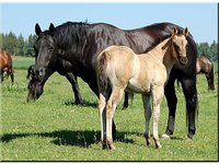 Jaz Ranch