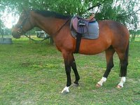 Haven Sporthorses