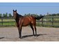 Crosswinds Farm