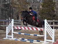 Boston Equine