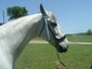 Epic Andalusians