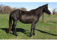 Trail Dust Horses