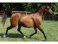 Khaibar Arabians