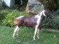 Escapade Arabians