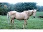 Black Creek Stables