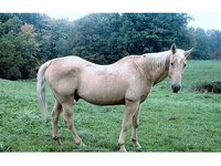 Black Creek Stables