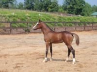 Applegate Farm, LLC