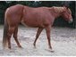 Cheri's Equines