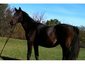 Stopek Stables Sporthorses