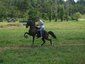 southern style stable