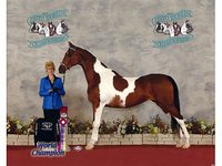 Aubusson Arabians and Pintos