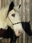 Jimmy Parlier Horse Transport and Carriages