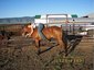 Victory Acres