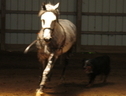 Executive Stables