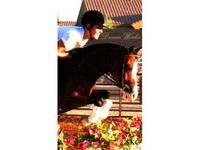 www.whisselponies.com