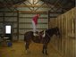 Smooth & Steady Trail Horses