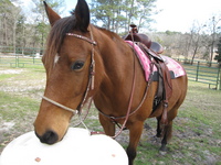 Sudlow Tack Store