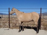 Cedar Ridge Ranch Arabians