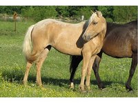 Epiphany Peruvian Horses (EPH Ranch)