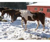 Pegasus Stable