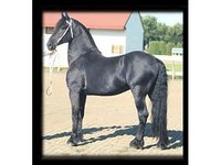 GaitKeeper StablesTM