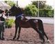 Weber Training Stables