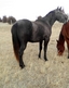 dspear cattle co.