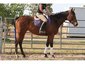 Gemini Equestrian