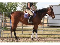 Gemini Equestrian