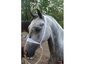WindSong Welsh Ponies & Cobs