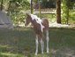 Keystone Stables