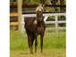 Rainbow's Gait Ranch