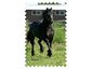 Royal Ebony Friesians