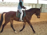 Orchard View Stable