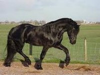 Shamal