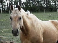 Ohl' Boys Ranch