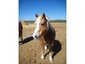 Reparo Ranch Stables