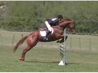 www.qualitynzhorses.com