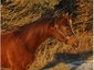 Stowe Arabians