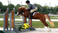 South Shore Sport Horses