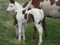 barefoot gypsy ranch