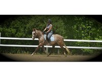 Saddle Brook farm LLC.