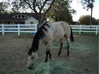 Freedom Saddle Equestrian Ctr