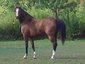 Genesis Arabians