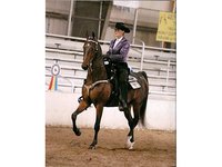 Windsor Creek Stables